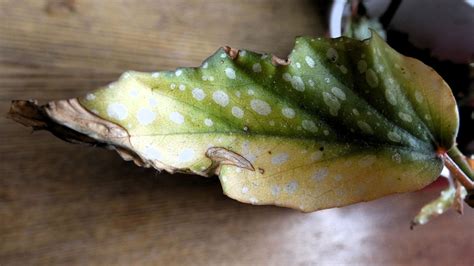 begonia white spots on leaves|why is my begonia drooping.